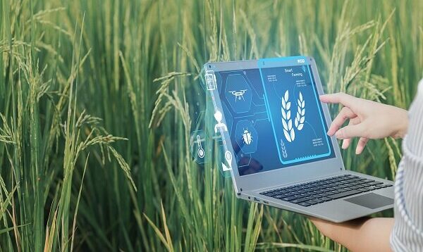 تمرکز دانش بنیان‌ها بر تولید بذور فناورانه و کشاورزی هوشمند دیجیتال