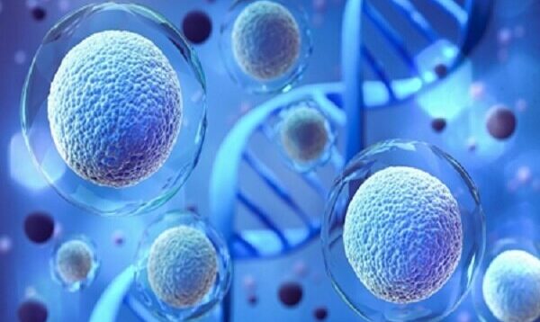 کشف ژنی که اندازه سلول‌های بدن را تنظیم می‌کند