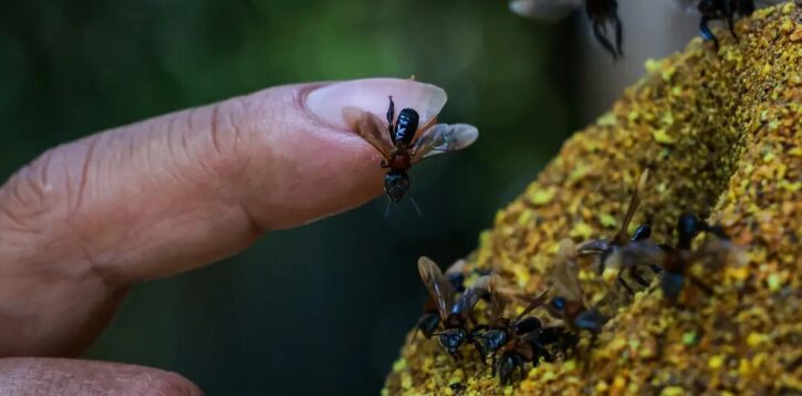 زنبورهای بی‌نیش نخستین حشرات صاحب حق و حقوق در جهان شدند!