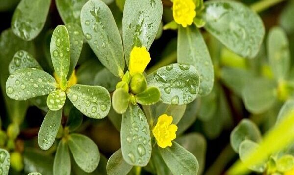 تولید ۷ نانوکامپوزیت با هدف مقاوم کردن گیاهان در برابر خشکی